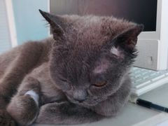 -瑞派福兴宠物医院犬猫全科·骨科·中西医结合(河东店)