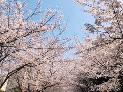-高东镇樱花园