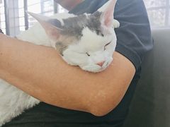 -pd派德宠物中心医院24H急重症·眼科中心·血液透析中心(嵩山北路店)