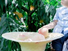 -老袁家蜜桃农场·阳山水蜜桃