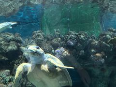 -上海海洋水族馆