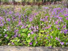 -合肥滨湖国家森林公园