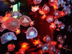 -烟台海昌鲸鲨海洋公园