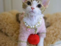 -momokira米努特·德文卷毛猫·棉花面纱犬