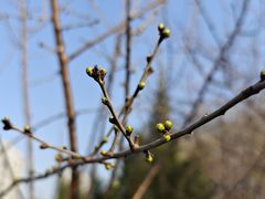-桃花堤公园