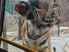 -栾川竹海野生动物园