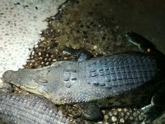 -迪拜水族馆及水下动物园