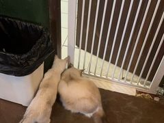 -猫猫幼稚园·撸猫·桌游·电玩