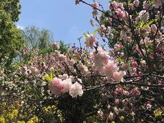 -南汇桃花村