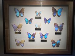 -上海昆虫博物馆