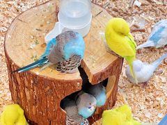 -怪兽屋·羊驼·猫咖·狗咖(俊华广场店)