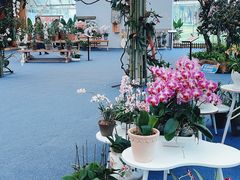 -上海鲜花港