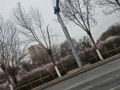 -桃花堤公园