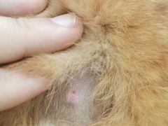 -爱侣宠医·鹦鹉专科·小型哺乳类·异宠专科(灵石路店)