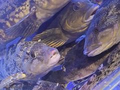 -77号渔船·蒸海鲜青岛菜(积米崖店)