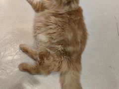 -藏猫猫咖啡主题馆(中央大道店)