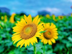 -二沙岛艺术公园