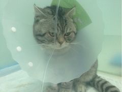 iphone_upload_pic-纳吉亚猫专科动物诊疗中心(蒋宅口分院)