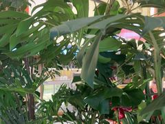 -桂满陇·蟹黄小笼汤包(中山公园店)