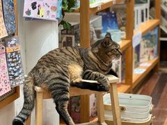 -猫的天空之城概念书店(杭州南宋御街店)