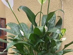 -一壶私房菜·顺德菜·顺德鱼生