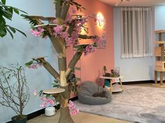 -喵宠乐园·撸猫互动·猫舍