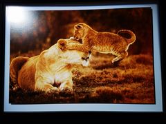 -罗红摄影艺术馆