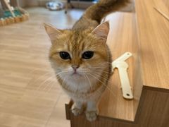 -唐小姐の私宠·宠物洗护美容·撸猫馆·购宠(周浦万达旗舰店)