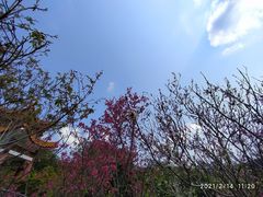 -深圳仙湖植物园