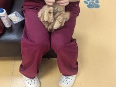 -瑞派天宁宠物医院·猫科·异宠中心