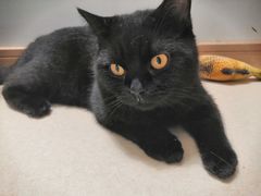 -猫在这儿猫咪咖啡馆·撸猫馆