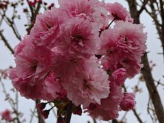 -天适樱花悠乐园