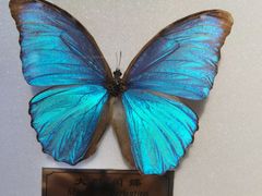 -上海昆虫博物馆