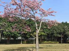 -风云岭森林公园