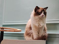 -安格丽娜·狗咖·猫咖羊驼咖(春熙路百盛商场店)