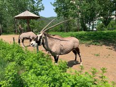 -大连森林动物园