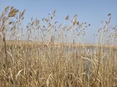 -盐城丹顶鹤湿地生态旅游区
