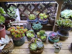 -双季花艺园艺市场(浦东店)