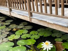 -五缘湾湿地公园
