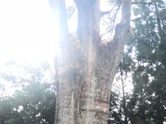 -阿里山神木遗迹