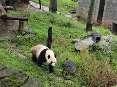 -都江堰中华大熊猫苑