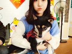 -柴犬高等学院·狗咖·柴犬售卖·宠物训练