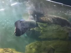 -泉州海丝野生动物世界