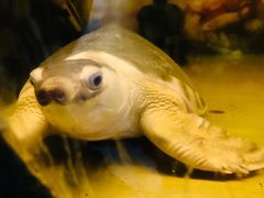 -上海大自然野生昆虫馆