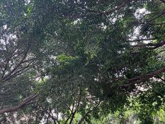 -天治宣·野椒鸡(龙头寺总店)