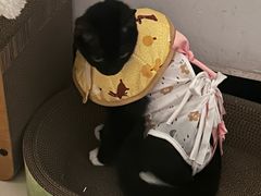 -瑞派蒂凯宠物医院·免疫点·宠保定点