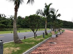 -野狸岛