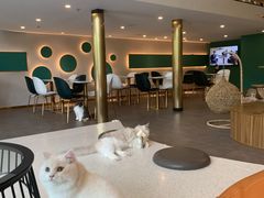 -飞行喵MR PILOT|猫舍·猫咖(静安大融城店)