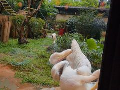 -熊猫自助餐厅.萌趣城堡(长隆熊猫酒店)