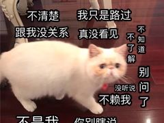 -老爆肚满五香烧牛羊肉